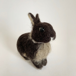 微型羊毛氈兔微型黑色水獺|荷蘭矮人迷你尺寸S兔子手騎 第3張的照片