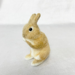 微型羊毛氈兔橙色稻草人前滑|荷蘭矮小迷你兔 第1張的照片
