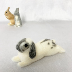 微型羊毛氈兔荷蘭下落掉了| Ropyear灰色迷你S兔子手騎 第6張的照片