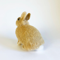 [免費送貨]羊毛氈兔子荷蘭矮橘|寵物兔子兔娃娃手工製作手工製作 第3張的照片