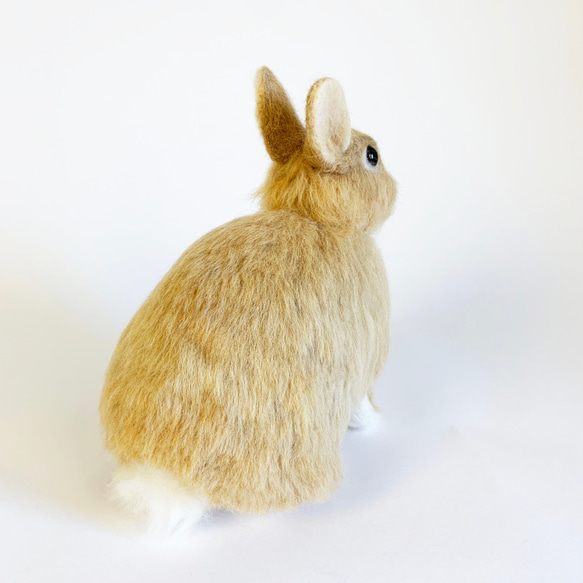 [免費送貨]羊毛氈兔子荷蘭矮橘|寵物兔子兔娃娃手工製作手工製作 第7張的照片