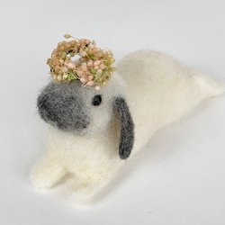 微型羊毛氈兔荷蘭落灰| Ropyear灰色迷你S兔子手騎 第2張的照片