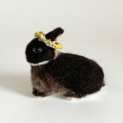 羊毛氈兔微型荷蘭矮人黑水獺含羞草花冠|迷你尺寸S兔手騎 第3張的照片