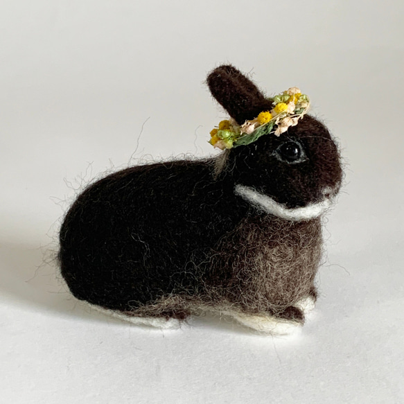 羊毛氈兔微型荷蘭矮人黑水獺含羞草花冠|迷你尺寸S兔手騎 第4張的照片