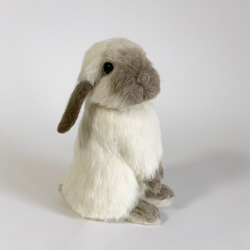 【免運費】毛氈兔荷蘭垂耳兔Utachi ｜垂耳寵物兔手工製作 第3張的照片