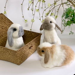 【免運費】毛氈兔荷蘭垂耳兔Utachi ｜垂耳寵物兔手工製作 第5張的照片