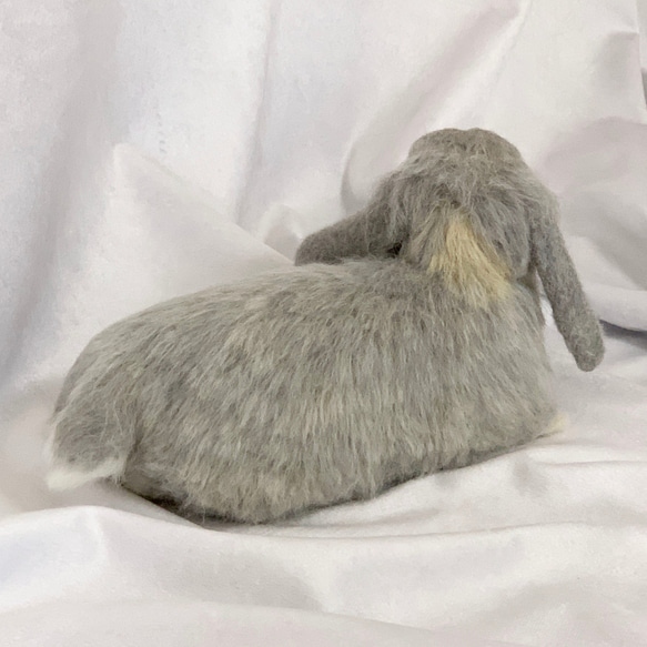 【免運費】毛氈兔子荷蘭灰灰色放鬆｜ Dag Ear Pet Rabbit Rabbit Handmade 第4張的照片