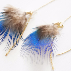 Peacock feathers pierce 第2張的照片