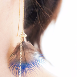 Peacock feathers pierce 第3張的照片