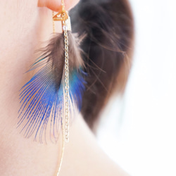 Peacock feathers pierce 第4張的照片