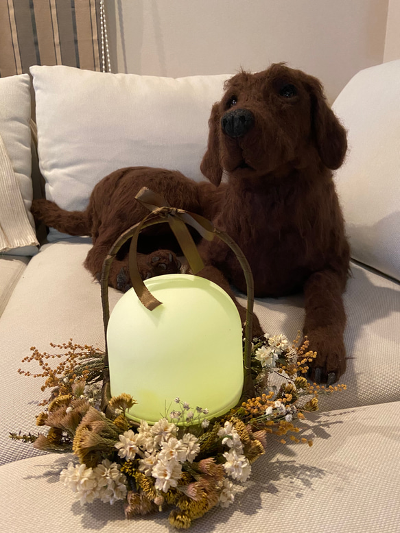 ラブラドールレトリバー 