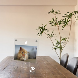 フォトフレーム ペットグッズ 写真 フォトスタンド ペット用品 ペットメモリアル メモリアル 猫 記念 cat001 7枚目の画像