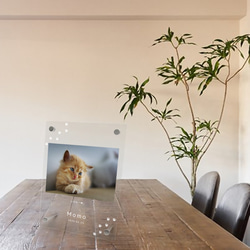 フォトフレーム ペットグッズ 写真 フォトスタンド ペット用品 ペットメモリアル メモリアル 猫 記念 cat005 7枚目の画像
