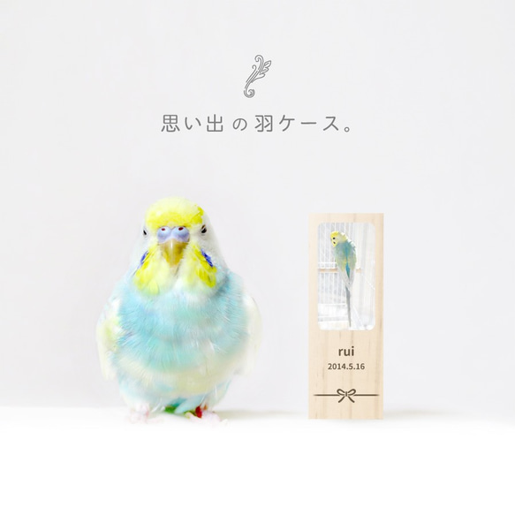 【名入れ無料 メール便 送料無料】鳥の羽根ケース 写真 羽根 はね 鳥 とり インコ ヨウム アヒル ブンチョウ 九官鳥 7枚目の画像