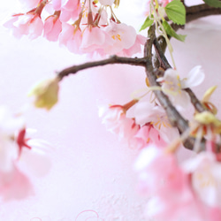 作家さんにオススメ☆撮影用スタイリングボード 910㎜×600㎜×4㎜〜Sakura pink〜 3枚目の画像