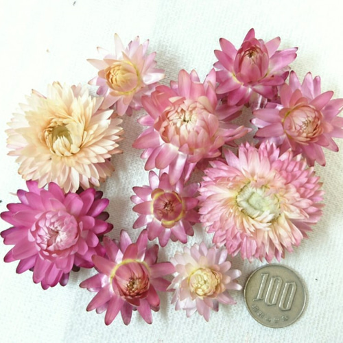 ドライフラワー ヘリクリサム（貝細工）ピンク その他素材 花職人 peko