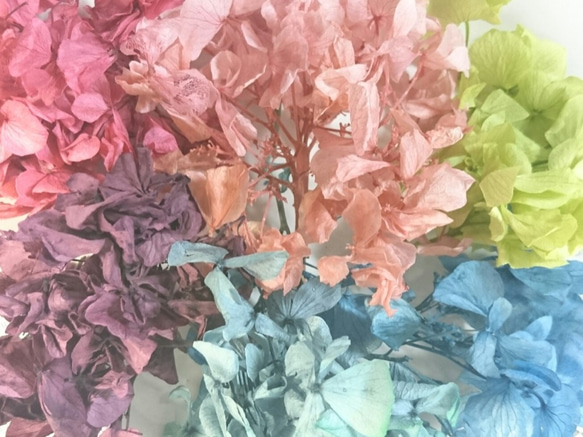プリザ　紫陽花　６色アソート 2枚目の画像