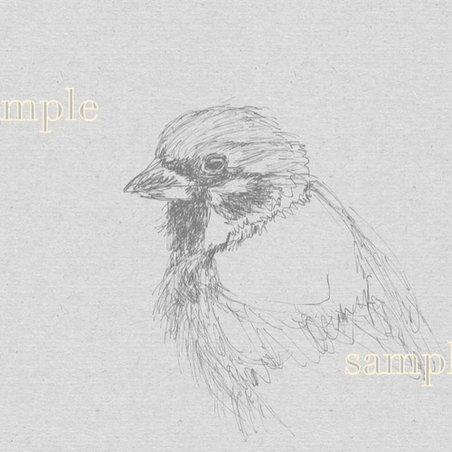 鉛筆画 雀 スズメ EuP7ADLUcAEeV5o.jpg