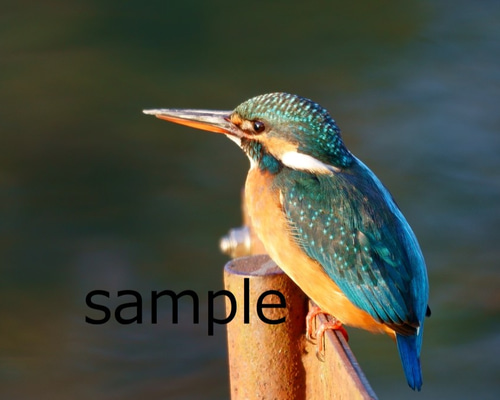 0_44a0112a53bd248ecc869ebdc4b4