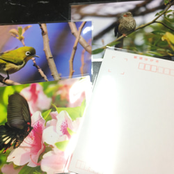 【3枚選べるポストカード】紅葉の中のルリビタキ 2枚目の画像