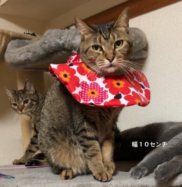【ネコザベスカラー】オーダー用 超ソフト エリザベスカラー 猫 ナイロン 長さ調節可能 ストレスフリー 2枚目の画像