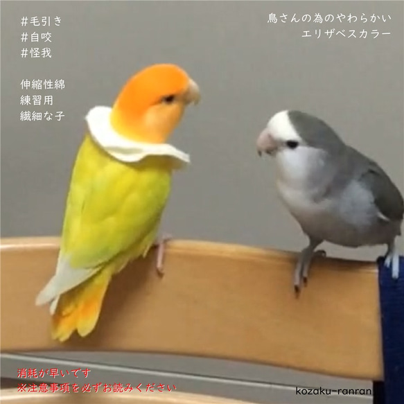 初心者練習【やわらかいトリザベスカラー】10枚入り　エリザベスカラー　インコ　鳥 2枚目の画像