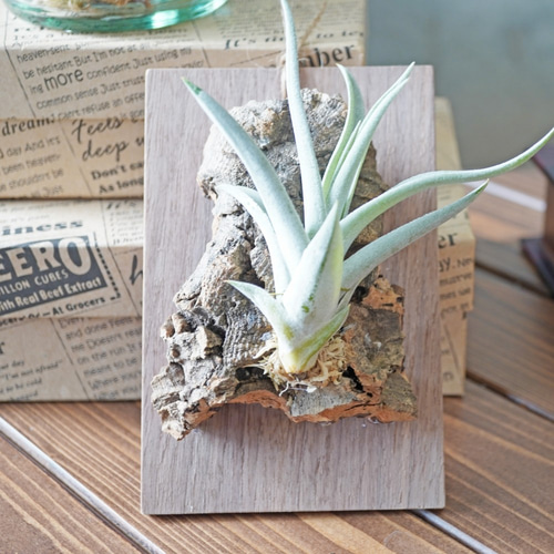 ハリシー】XLの子株3つ付！すごく白いコ♪チランジア エアープランツ