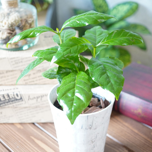 人気の観葉植物！コーヒーの木 3枚目の画像