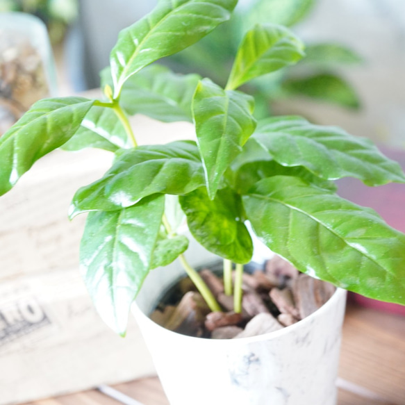 人気の観葉植物！コーヒーの木 4枚目の画像