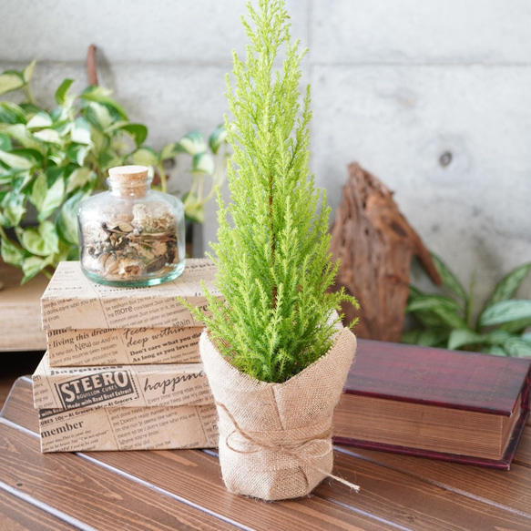 小さなクリスマスツリー♪ゴールドクレスト◇コニファー おしゃれ