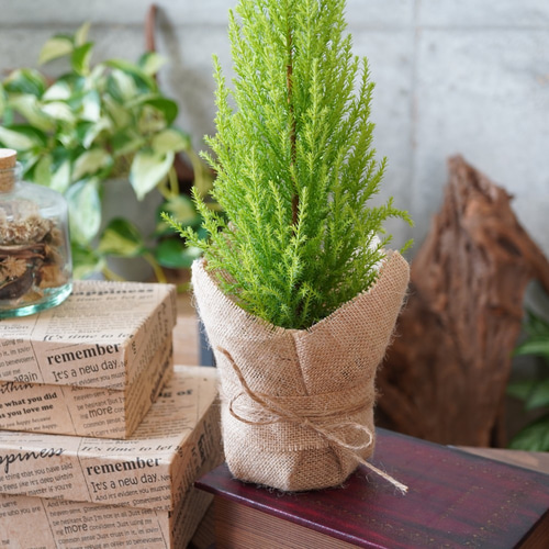 小さなクリスマスツリー♪ゴールドクレスト◇コニファー おしゃれ