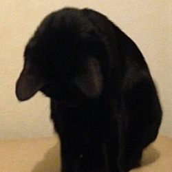 KUROnokk-4c 猫の足跡リング ブラックロジウムコーティング クロネコリング 13枚目の画像