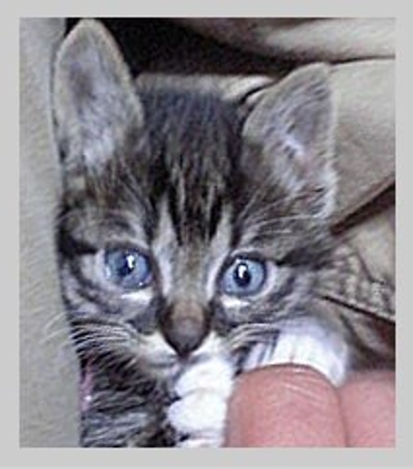 kk-8c猫の顔リング　銀猫ヘアーライン仕上げ 2枚目の画像