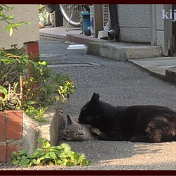 kk-8c猫の顔リング　銀猫ヘアーライン仕上げ 4枚目の画像