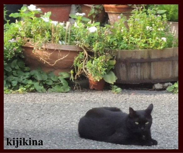 kk-8c猫の顔リング　黒猫ヘアーライン仕上げ 2枚目の画像