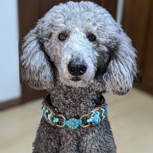 パラコード ターコイズブルーのお飾りチョーカー首輪 大型犬用