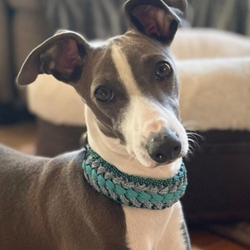 パラコード ウイペット、イタグレなど首の細い犬種用 バックルタイプ