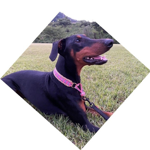 パラコード首輪 3色編み込みハーフチョーク お揃いのリードもあります