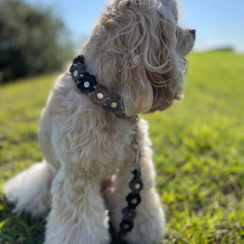 パラコード　首輪　ハーフチョーク　小型犬　マスタードホワイトベージュ　№028 パラコード首輪 ダブル編みハーフチョークタイプ