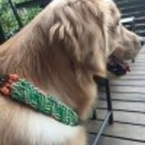 パラコード やさしい色合いのハーフチョークチェーンタイプの首輪 大型