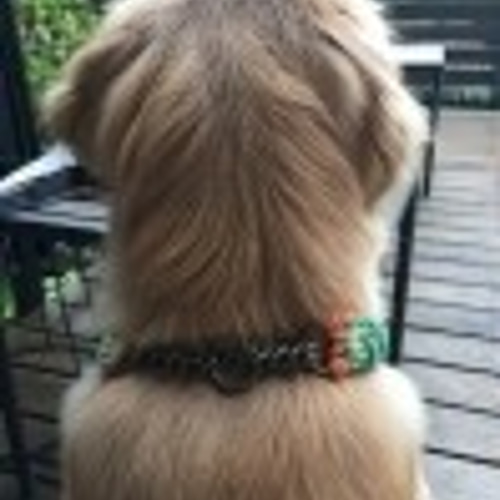 パラコード やさしい色合いのハーフチョークチェーンタイプの首輪 大型