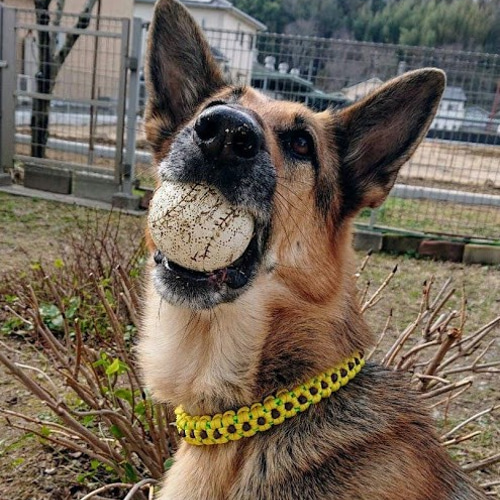 パラコードリード＆首輪　一体型　✿ひまわり✿　小型犬用　№046 ひまわり パラコード首輪 | Dog.Hotdog