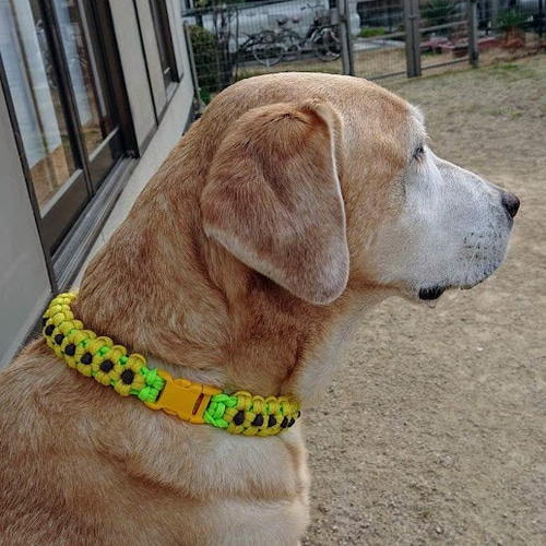 パラコードリード＆首輪　一体型　✿ひまわり✿　小型犬用　№046 パラコードリード＆首輪 一体型 ✿ひまわり✿ 小型犬用 №046