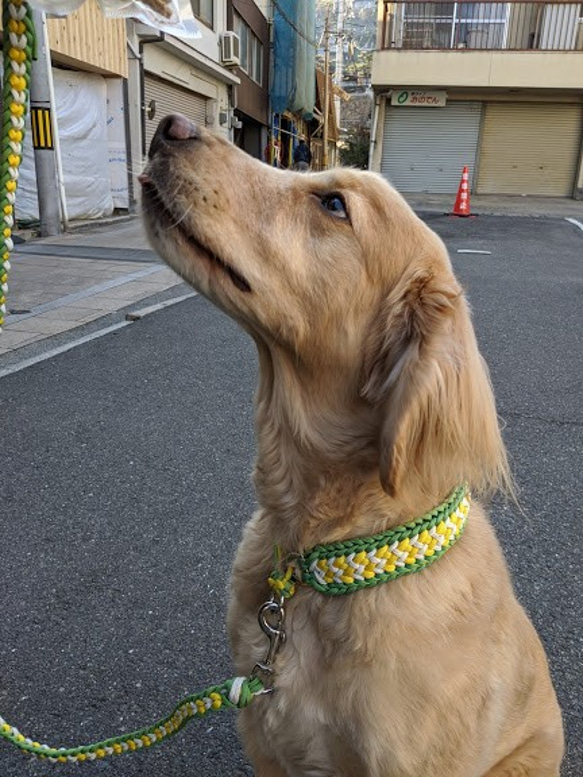 ３色編み込みハーフチョーク　お揃いのリードもあります　大型犬用　(内径４１ｃｍ～５０ｃｍ) 4枚目の画像