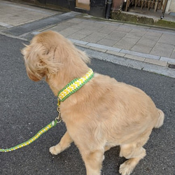 ３色編み込みハーフチョーク　お揃いのリードもあります　大型犬用　(内径４１ｃｍ～５０ｃｍ) 5枚目の画像