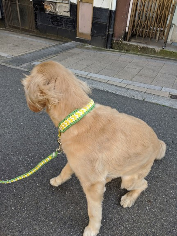 ３色編み込みハーフチョーク　お揃いのリードもあります　大型犬用　(内径４１ｃｍ～５０ｃｍ) 5枚目の画像