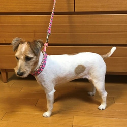 LoveLove編み３色編み込みハーフチョーク　お揃いのリードもあります　小型犬用（内径24～29ｃｍ） 5枚目の画像