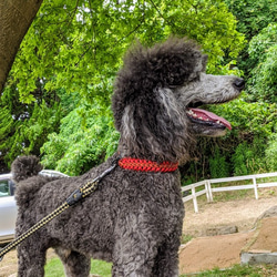 パラコード首輪　大型犬用バックルタイプ　(内径４０cm)　サイズを小さくしてイタグレ＆ウイペットにもお似合い 3枚目の画像