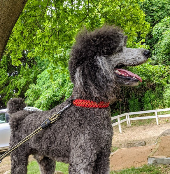 パラコード首輪　大型犬用バックルタイプ　(内径４０cm)　サイズを小さくしてイタグレ＆ウイペットにもお似合い 3枚目の画像