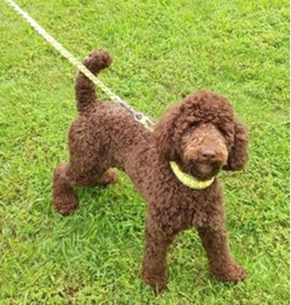 LoveLove編みのリード　小型～中型犬用(全長１2０ｃｍ)　お揃いの首輪もあります 3枚目の画像